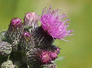 Pcháč bahenní (Cirsium palustre)