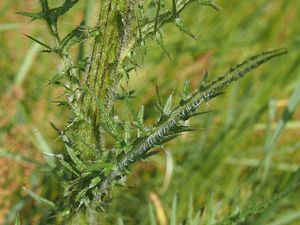 Pcháč bahenní (Cirsium palustre)