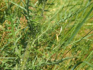 Pcháč bahenní (Cirsium palustre)