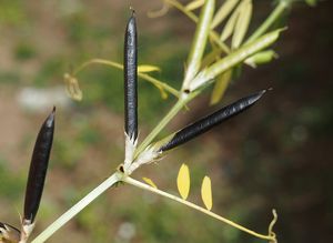 Vikev úzkolistá (Vicia angustifolia)