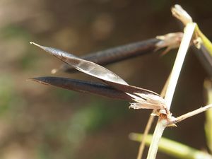 Vikev úzkolistá (Vicia angustifolia)