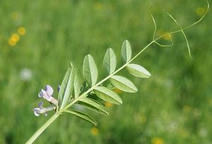 Vikev plotní (Vicia sepium)