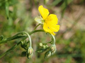 Devaterník velkokvětý tmavý (Helianthemum grandiflorum subs. obscurum)