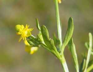 Pryskyřník lítý (Ranunculus sceleratus L.)