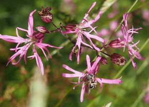 Kohoutek luční (Lychnis flos - cuculi)