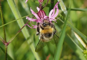 Kohoutek luční (Lychnis flos - cuculi)