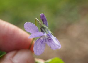 Violka lesní (Viola reichenbachiana)