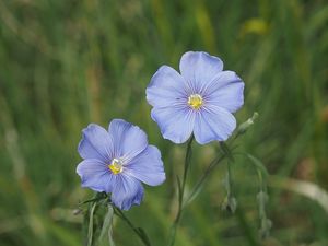 Len rakouský (Linum austriacum)