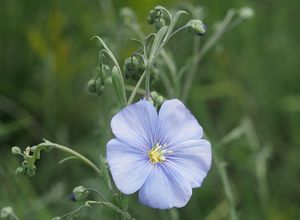 Len rakouský (Linum austriacum)