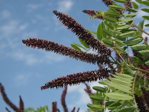 Netvařec křovitý (Amorpha fruticosa)