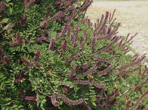 Netvařec křovitý (Amorpha fruticosa)