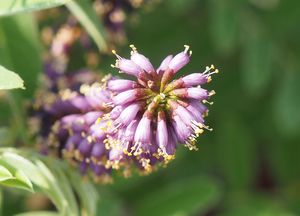 Netvařec křovitý (Amorpha fruticosa)