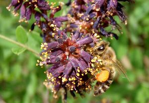 Netvařec křovitý (Amorpha fruticosa)