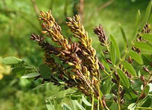 Netvařec křovitý (Amorpha fruticosa)