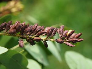 Netvařec křovitý (Amorpha fruticosa)