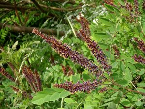 Netvařec křovitý (Amorpha fruticosa)