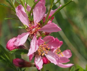 Mandoň nízká (Prunus tenella)