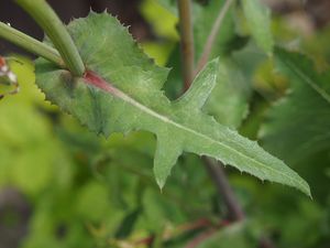 Mléč zelinný (Sonchus oleraceus)