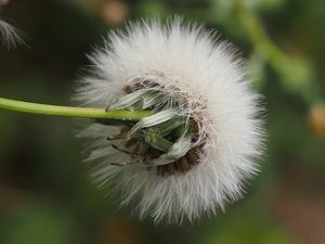 Mléč zelinný (Sonchus oleraceus)