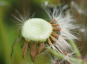 Mléč zelinný (Sonchus oleraceus)