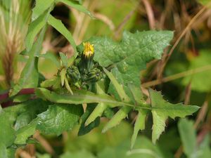 Mléč zelinný (Sonchus oleraceus)