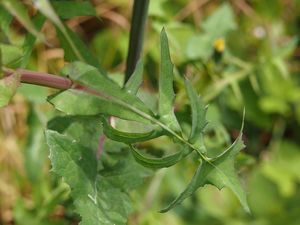 Mléč zelinný (Sonchus oleraceus)