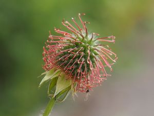 Kuklík městský (Geum urbanum)