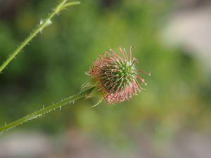 Kuklík městský (Geum urbanum)