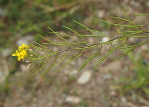 Hulevník Loeselův (Sisymbrium loeselii)