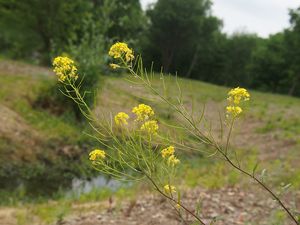 Hulevník Loeselův (Sisymbrium loeselii)