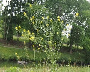 Hulevník Loeselův (Sisymbrium loeselii)