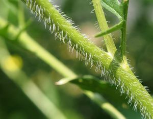 Hulevník Loeselův (Sisymbrium loeselii)