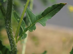 Hulevník Loeselův (Sisymbrium loeselii)