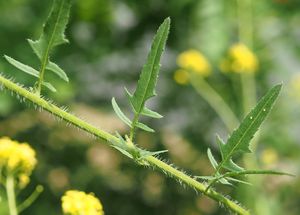 Hulevník Loeselův (Sisymbrium loeselii)