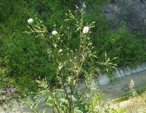 Mléč drsný (Sonchus asper)