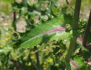 Mléč drsný (Sonchus asper)