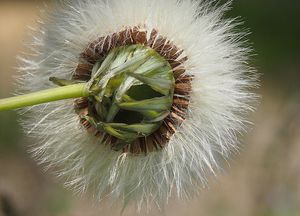 Mléč drsný (Sonchus asper)