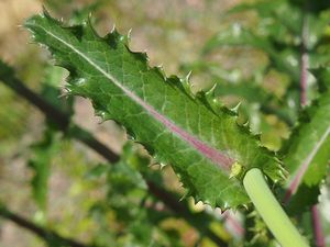 Mléč drsný (Sonchus asper)