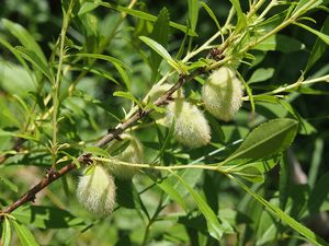 Mandoň nízká (Prunus tenella)