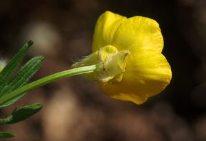 Pryskyřník hliznatý (Ranulculus bulbosus)