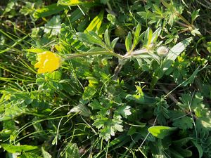 Pryskyřník hliznatý (Ranulculus bulbosus)