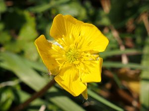 Pryskyřník hliznatý (Ranulculus bulbosus)