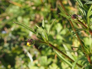 Pryskyřník hliznatý (Ranulculus bulbosus)