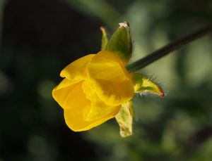 Pryskyřník hliznatý (Ranulculus bulbosus)