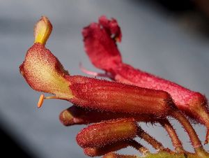 Jírovec pavie (Aesculus pavia)