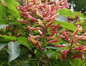 Jírovec pavie (Aesculus pavia)