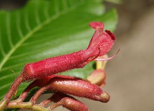 Jírovec pavie (Aesculus pavia)