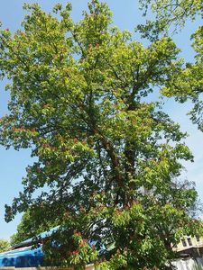 Jírovec pavie (Aesculus pavia)