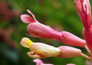 Jírovec pavie (Aesculus pavia)