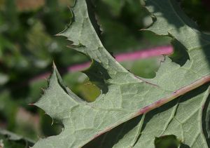 Mléč drsný (Sonchus asper)